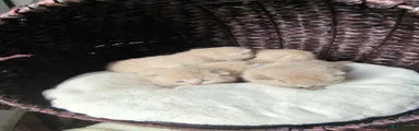 British Shorthair 4