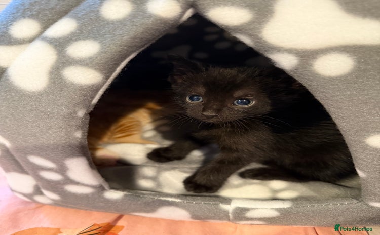 Mixed Breed cats - Advert 1