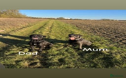 Cane Corso dogs for sale: 12 beautiful cane corso puppies 🐾 - Advert 13