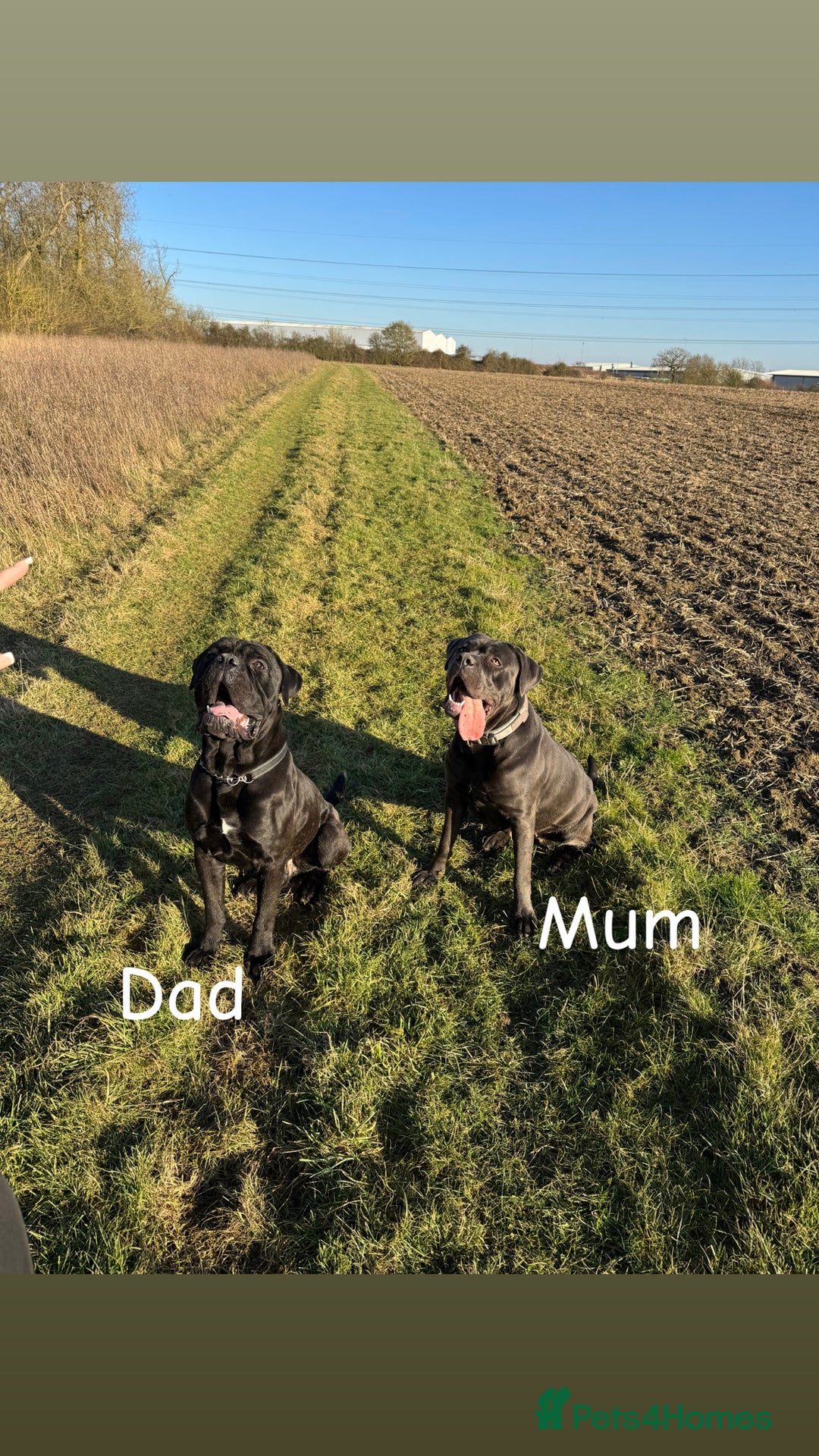 Cane Corso dogs for sale: 12 beautiful cane corso puppies 🐾 - Advert 13