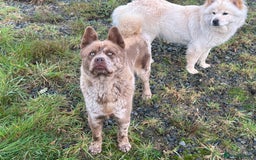 Mixed Breed dogs for sale: Simba rare chocolate Merle chowsky male for sale - Advert 6