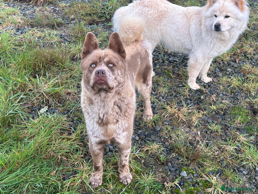 Mixed Breed dogs for sale: Simba rare chocolate Merle chowsky male for sale - Advert 6