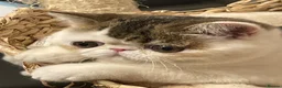 Exotic cats for sale: Gorgeous GCCF reg. Exotic kittens - Advert 7