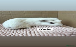 Guinea Pig rodents for sale: Young Guinea pigs  - Image 8