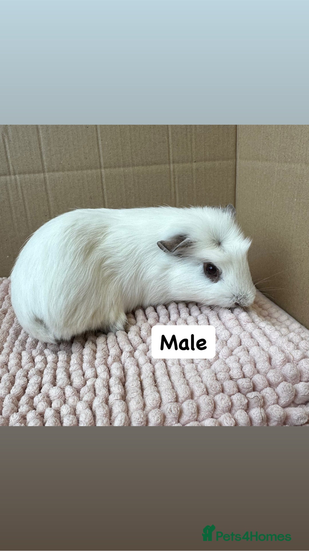 Guinea Pig rodents for sale: Young Guinea pigs  - Image 8