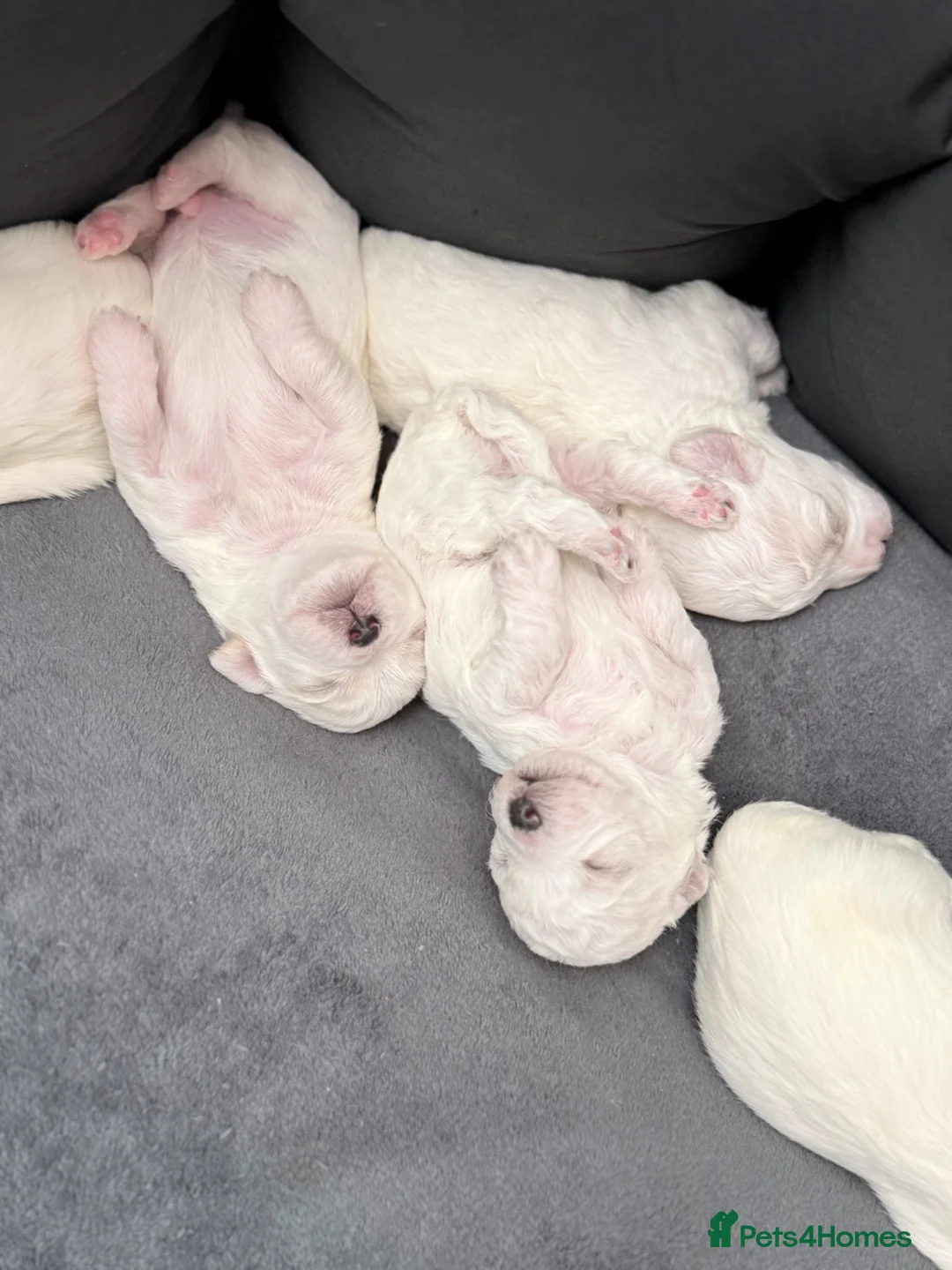 Bichon Frise dogs for sale: Bichon Puppies for sale - Advert 6