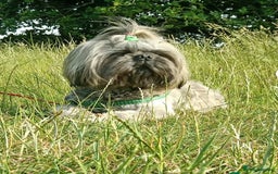 Shih Tzu dogs for sale: ShihTzu  - Image 10