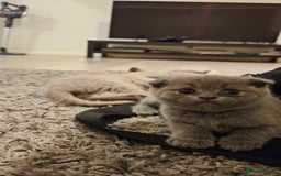 Scottish Fold cats for sale: 🐱British Shorthair x Scottish Fold Kittens🐱 - Advert 9