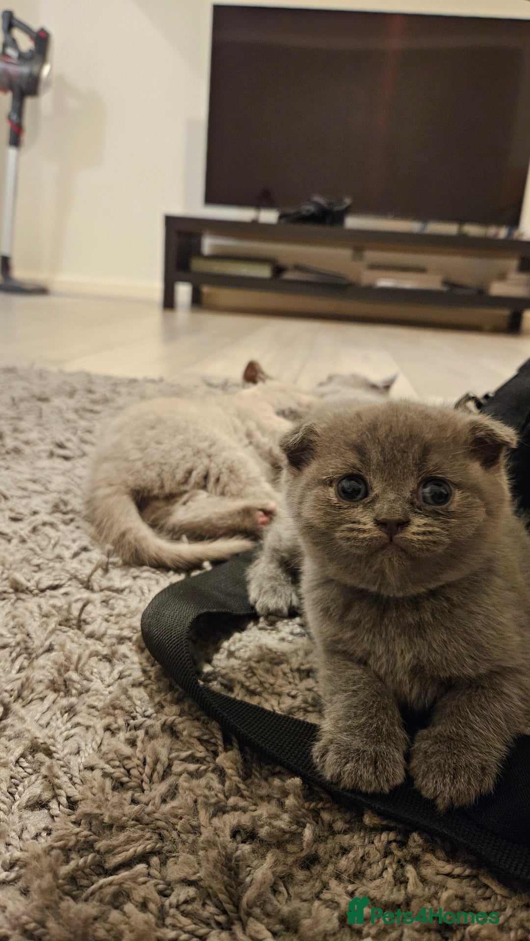 Scottish Fold cats for sale: 🐱British Shorthair x Scottish Fold Kittens🐱 - Advert 9