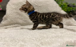 Bengal cats for sale: 12 Bengal Cubs Ready for Their Forever Home - Image 36