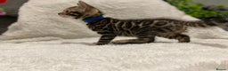 Bengal cats for sale: - Brown & Silver Bengals—Experienced Homes Only - Advert 23