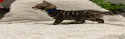 Bengal cats for sale: - Brown & Silver Bengals—Experienced Homes Only - Advert 23