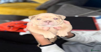 English Bulldog dogs - Advert 2