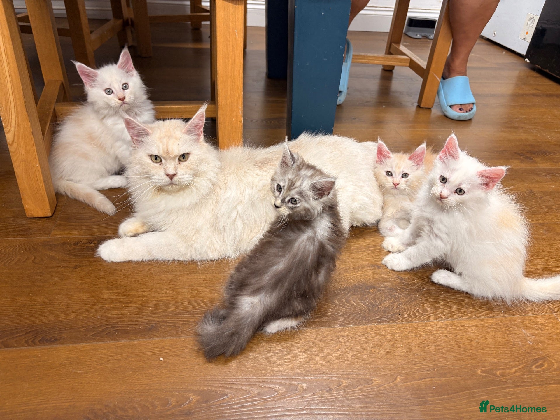 Maine Coon cats ✨🐾 MEET YOUR FUTURE MAINE COON COMPANION 🐾✨ - Advert 11