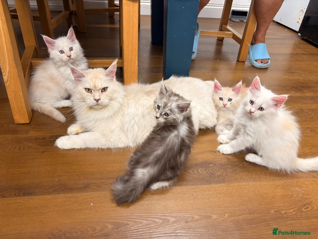 Maine Coon cats for sale: ✨🐾 MEET YOUR FUTURE MAINE COON COMPANION 🐾✨ - Advert 1