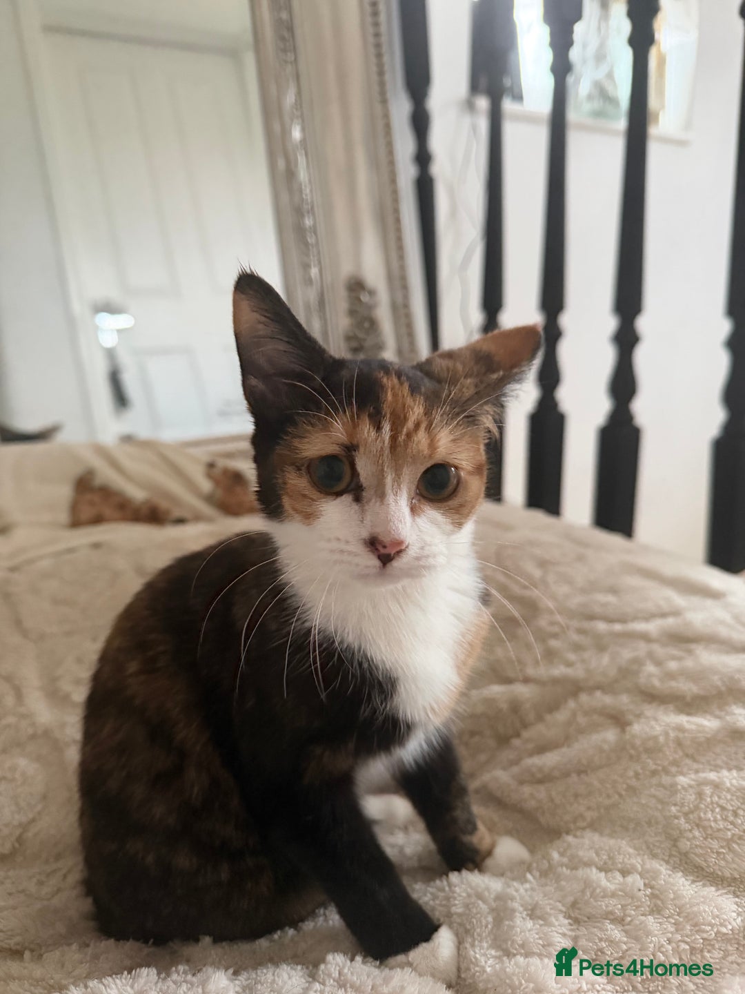 Mixed Breed cats for sale: Kittens  - Advert 3