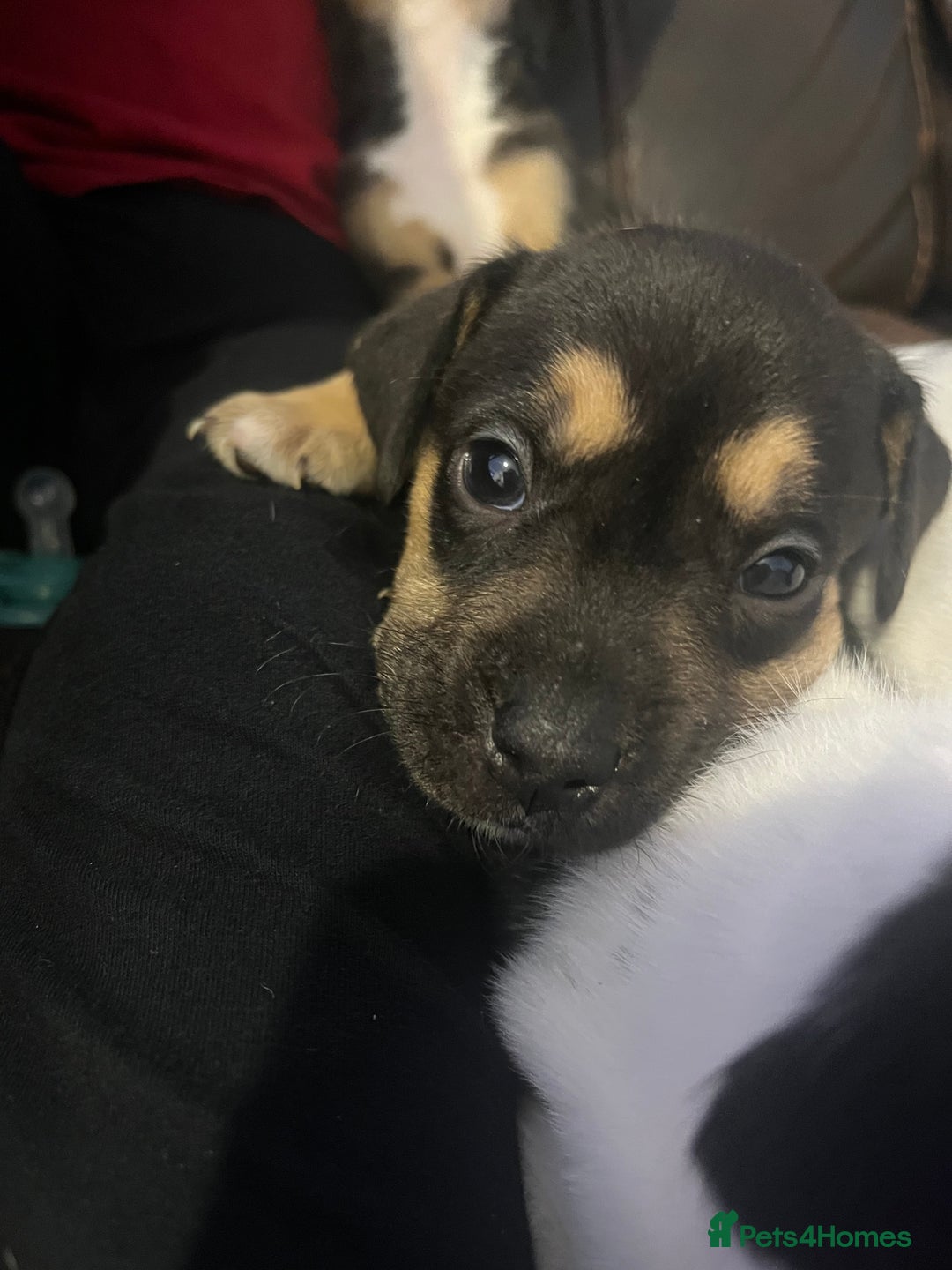 Mixed Breed dogs for sale: French Bulldog Cross Puppies - Advert 6