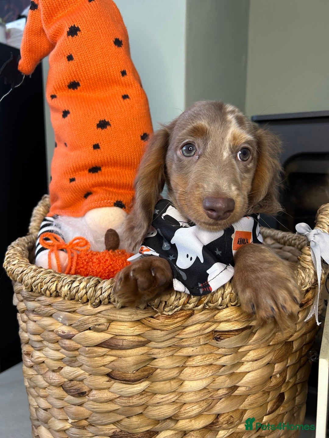 Miniature Dachshund dogs for sale: 🤍🐾 STUNNING DAPPLE BOY READY TO GO 🐾🤍 - Image 21