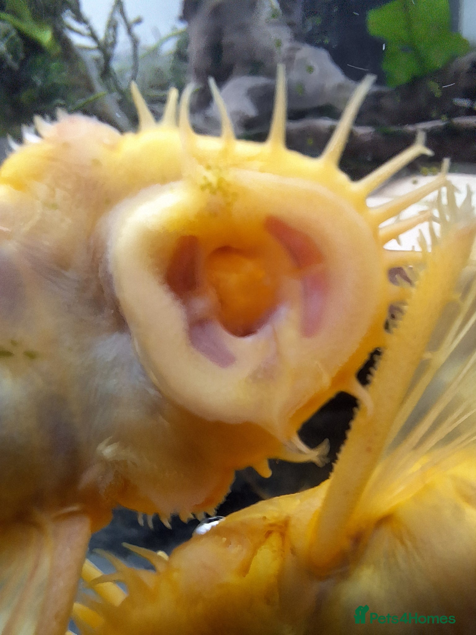 Plecos fish for sale: L144 Blue eyed Lemon Bristlenose Pleco  - Advert 3