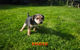 Mixed Breed dogs for sale: Parson Russell Cross Puppies  - Image 7