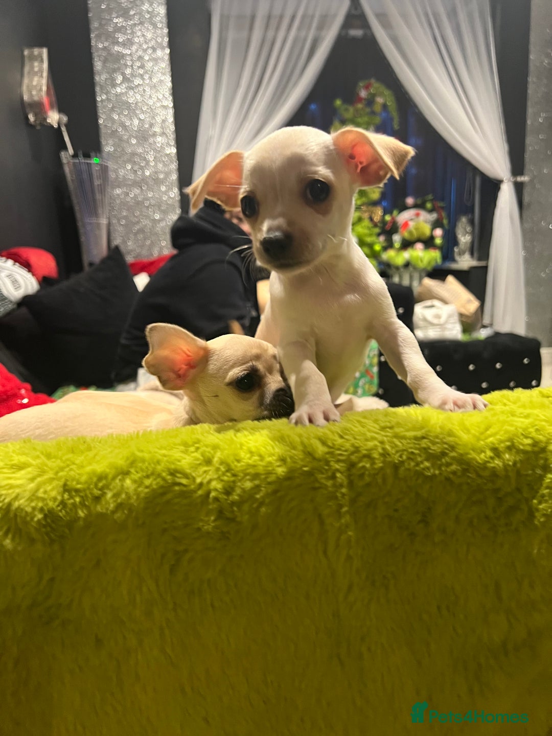 Chihuahua dogs for sale: Beautiful short hair chihuahua  - Advert 10