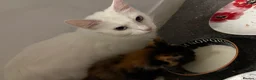 Mixed Breed cats for sale: Kitten ready now  in Derby - Advert 15