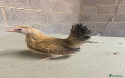 Chickens poultry for sale: 11 week old Serama frizzle bantams  in Milton Keynes - Advert 13