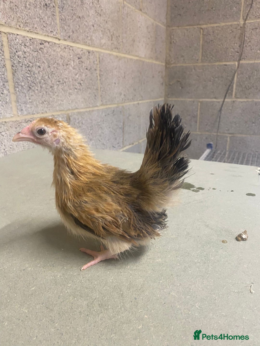 Chickens poultry for sale: 11 week old Serama frizzle bantams  in Milton Keynes - Advert 13