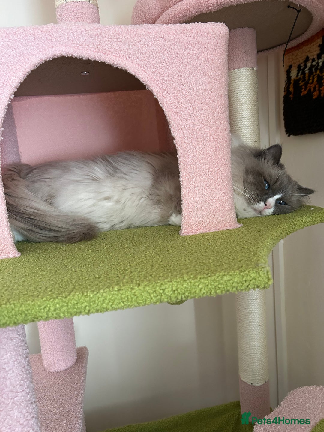 Ragdoll cats for stud: Paddington  - Advert 1