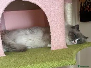 Ragdoll cats Paddington - Advert 14