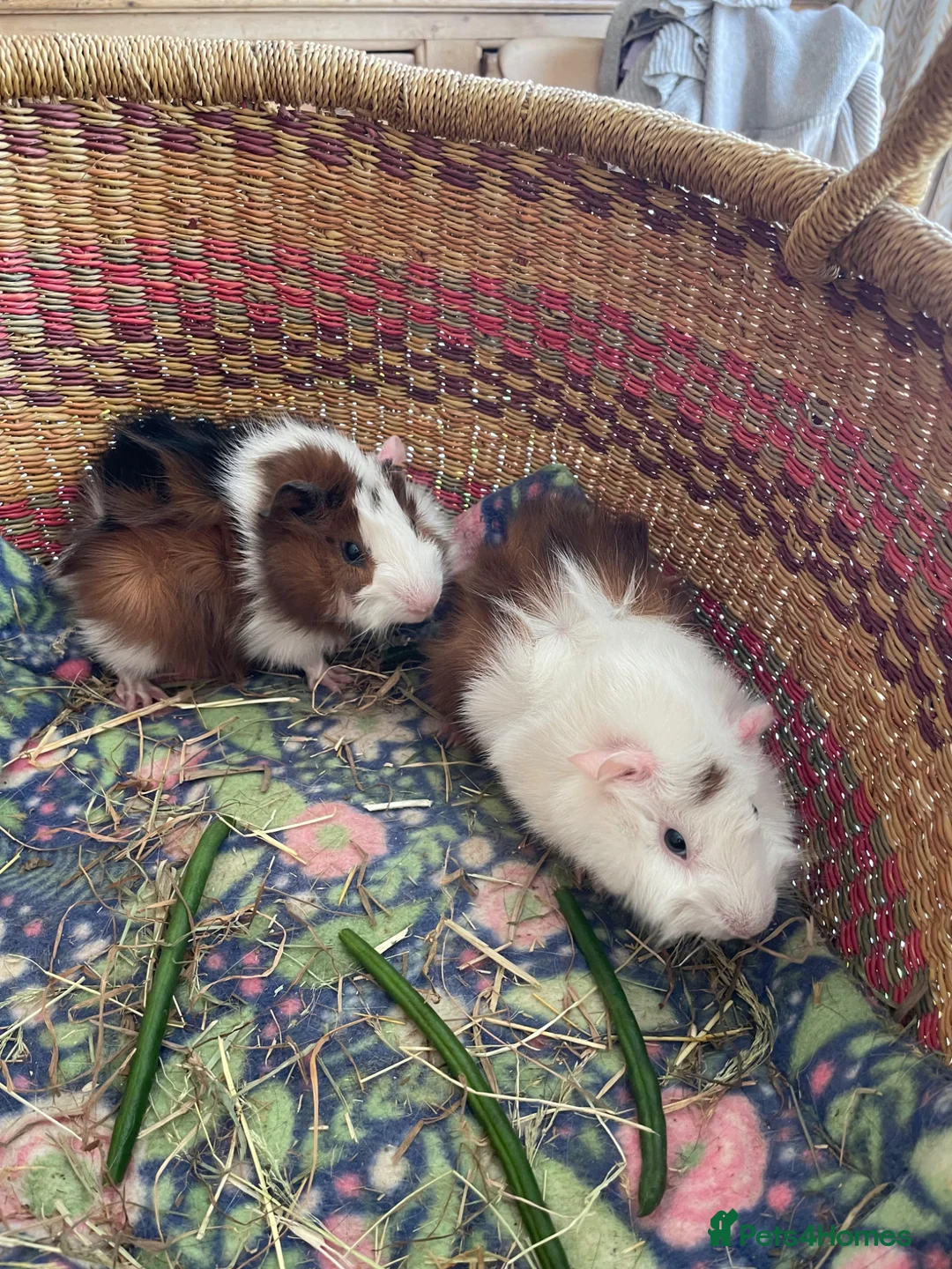 Guinea Pig rodents for sale: Beautiful baby guinea pigs - Advert 2
