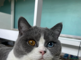 British Shorthair cats for sale in Dartford - Advert 1