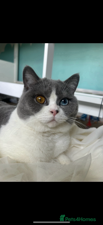 British Shorthair cats in Dartford - Advert 5