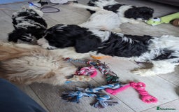 Cavapoo dogs for sale: Beautiful black and white cavapoo’s puppies - Advert 7