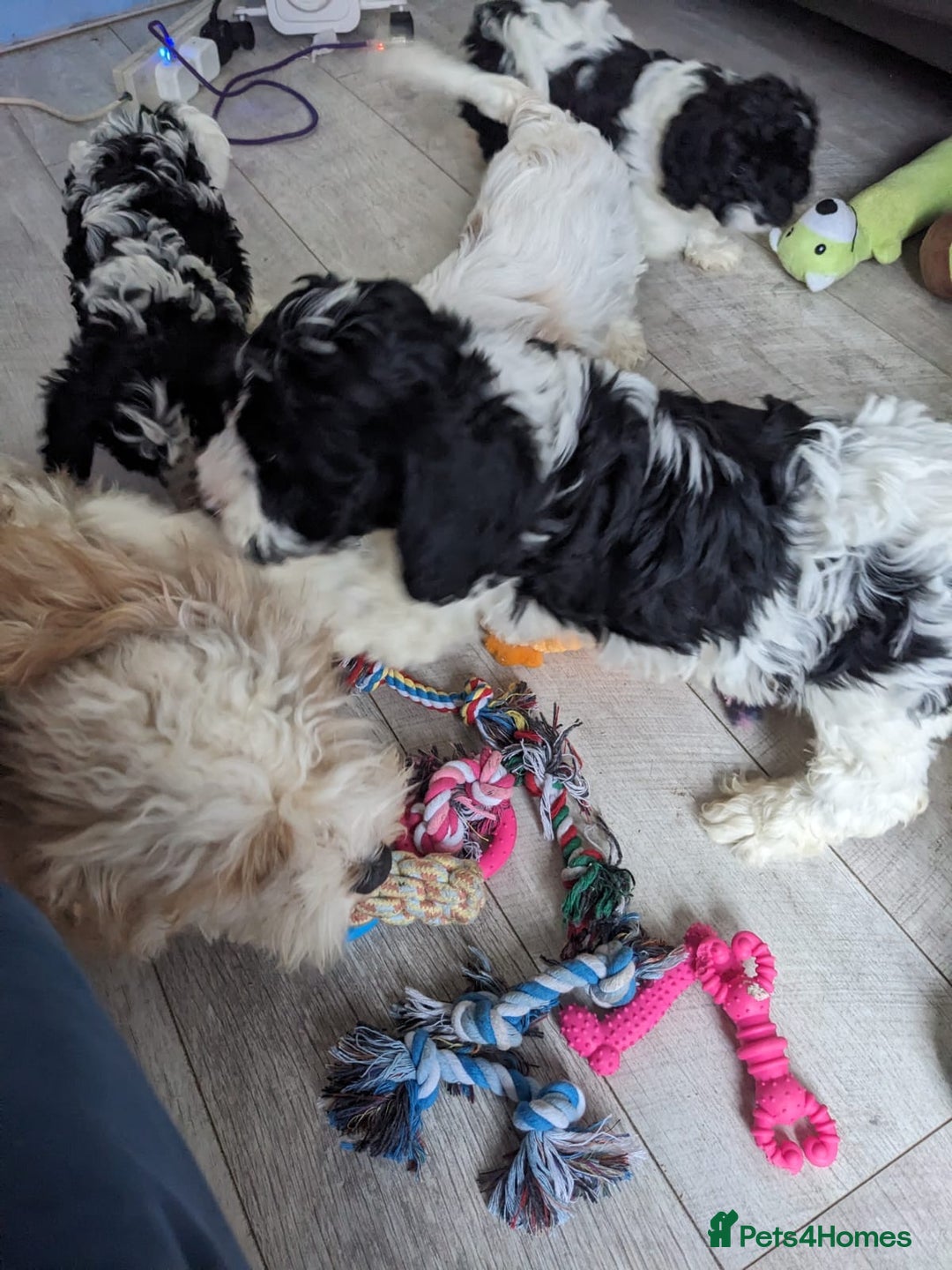 Cavapoo dogs for sale: Beautiful black and white cavapoo’s puppies - Advert 7