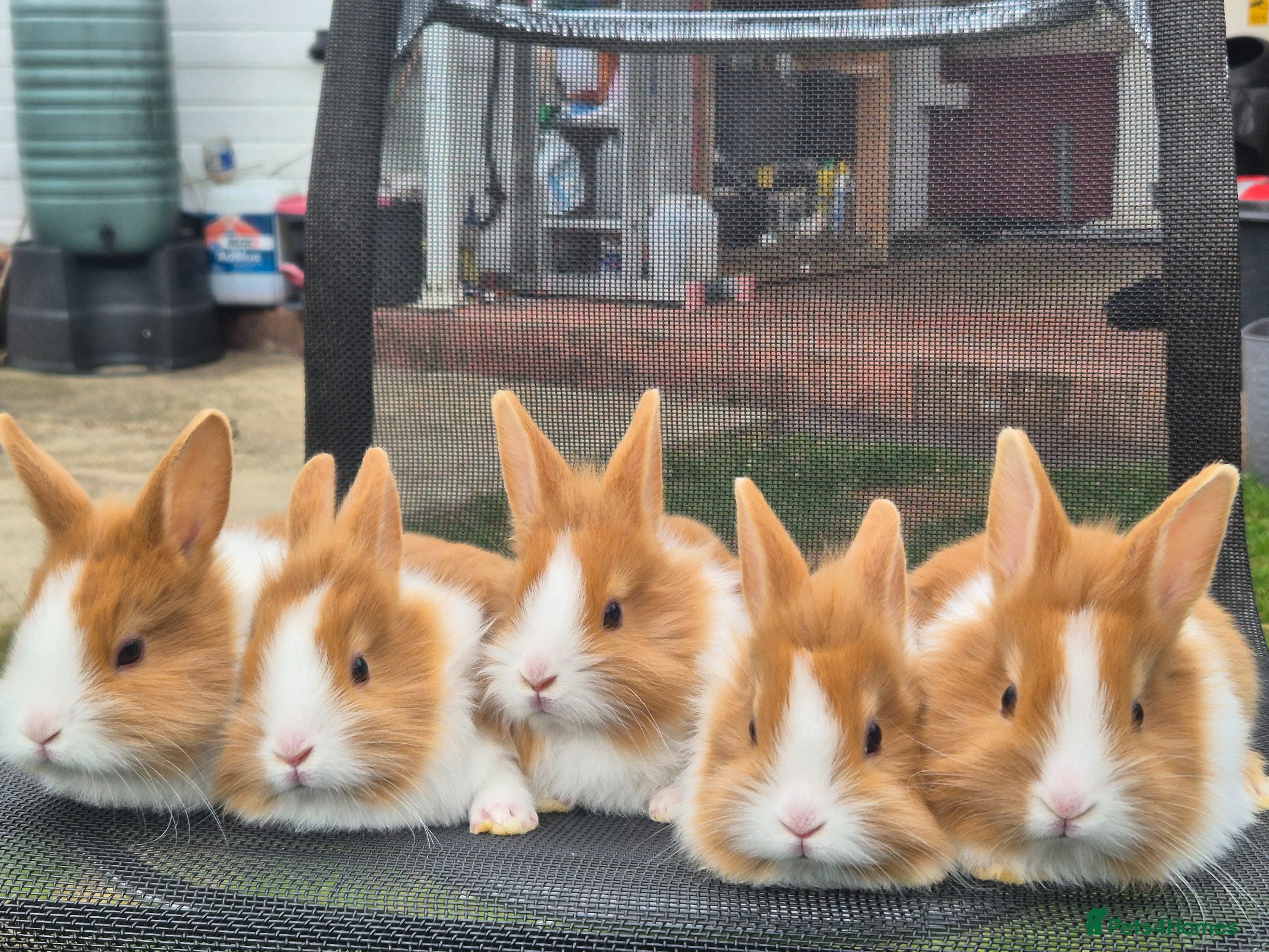 Mixed Breed rabbits Mixed Dutch and Lionhead Breed - Advert 10