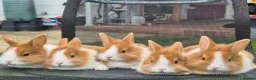 Mixed Breed rabbits for sale: Mixed Dutch and Lionhead Breed in Northolt - Advert 1