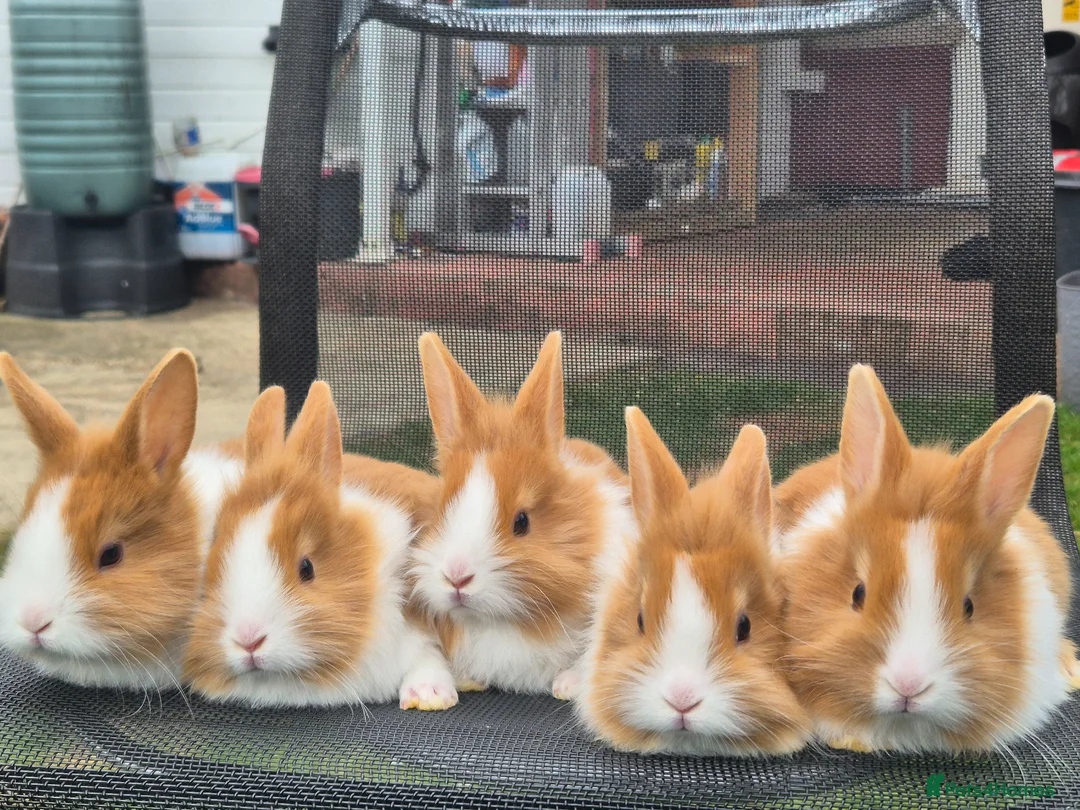 Mixed Breed rabbits for sale: Mixed Dutch and Lionhead Breed in Northolt - Advert 1