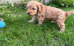 Cockapoo dogs for sale: F1B Cockapoo Puppies 5 Star Licensed Breeder - Image 3