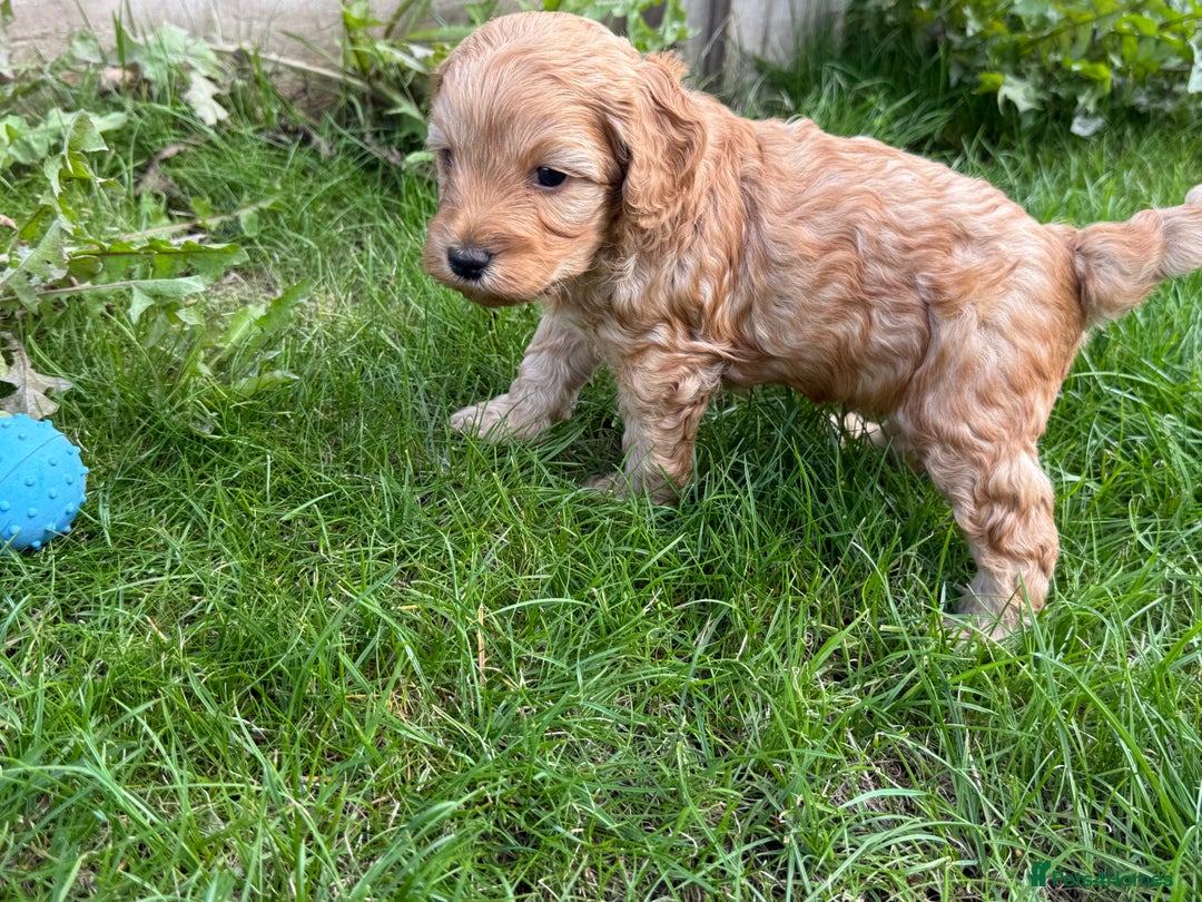 Cockapoo dogs for sale: F1B Cockapoo Puppies 5 Star Licensed Breeder - Image 3