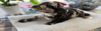 Flint - Tri Coloured Phantom Merle Boy