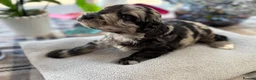 Cockapoo dogs for sale: 🐾❤️ Exceptional F1 Cockapoo Puppies ❤️🐾 - Advert 8