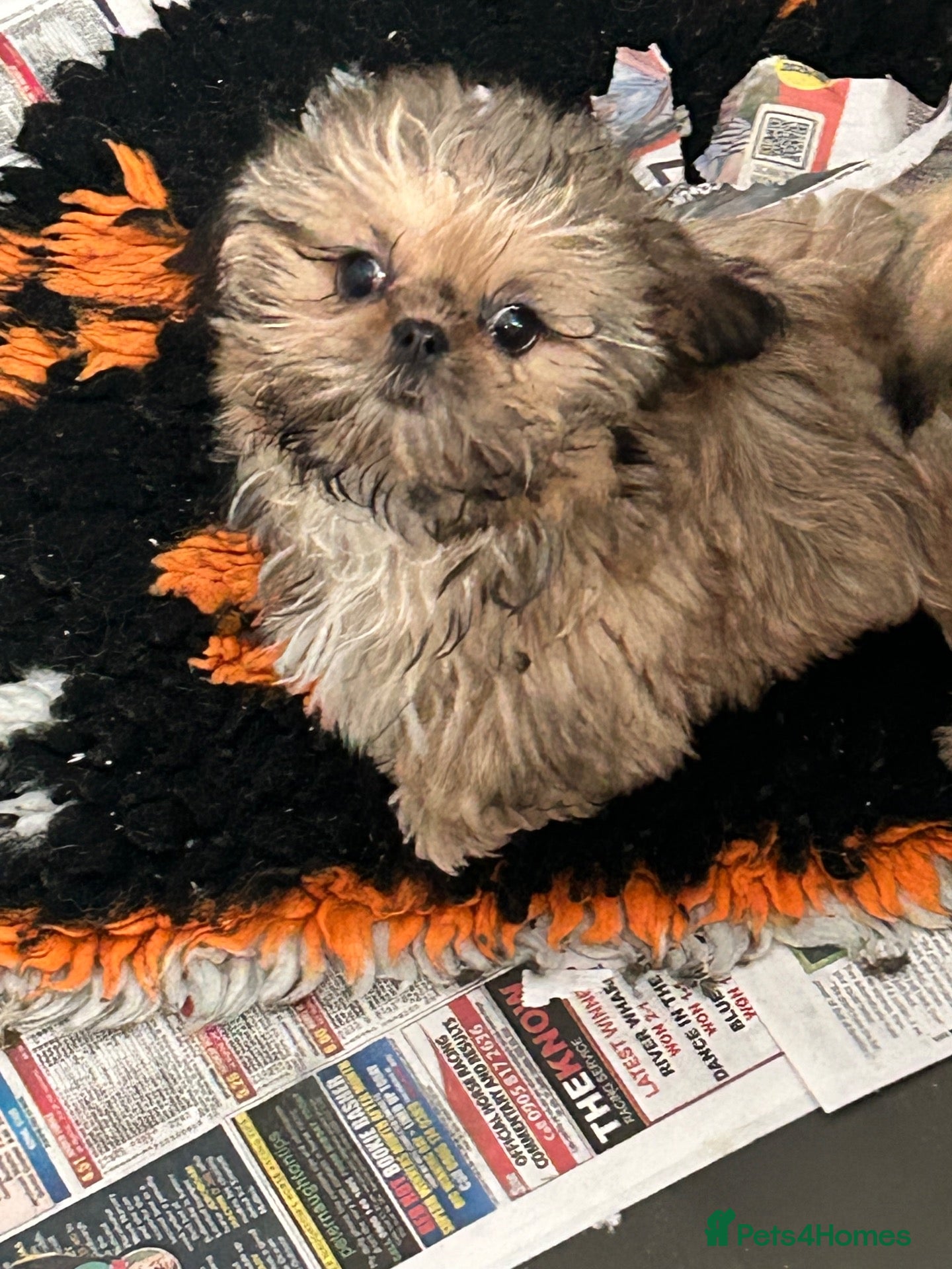 Shih Tzu dogs Last stunning girl Shih Tzu  - Advert 2