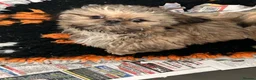 Shih Tzu dogs for sale: Last stunning girl Shih Tzu  - Advert 2