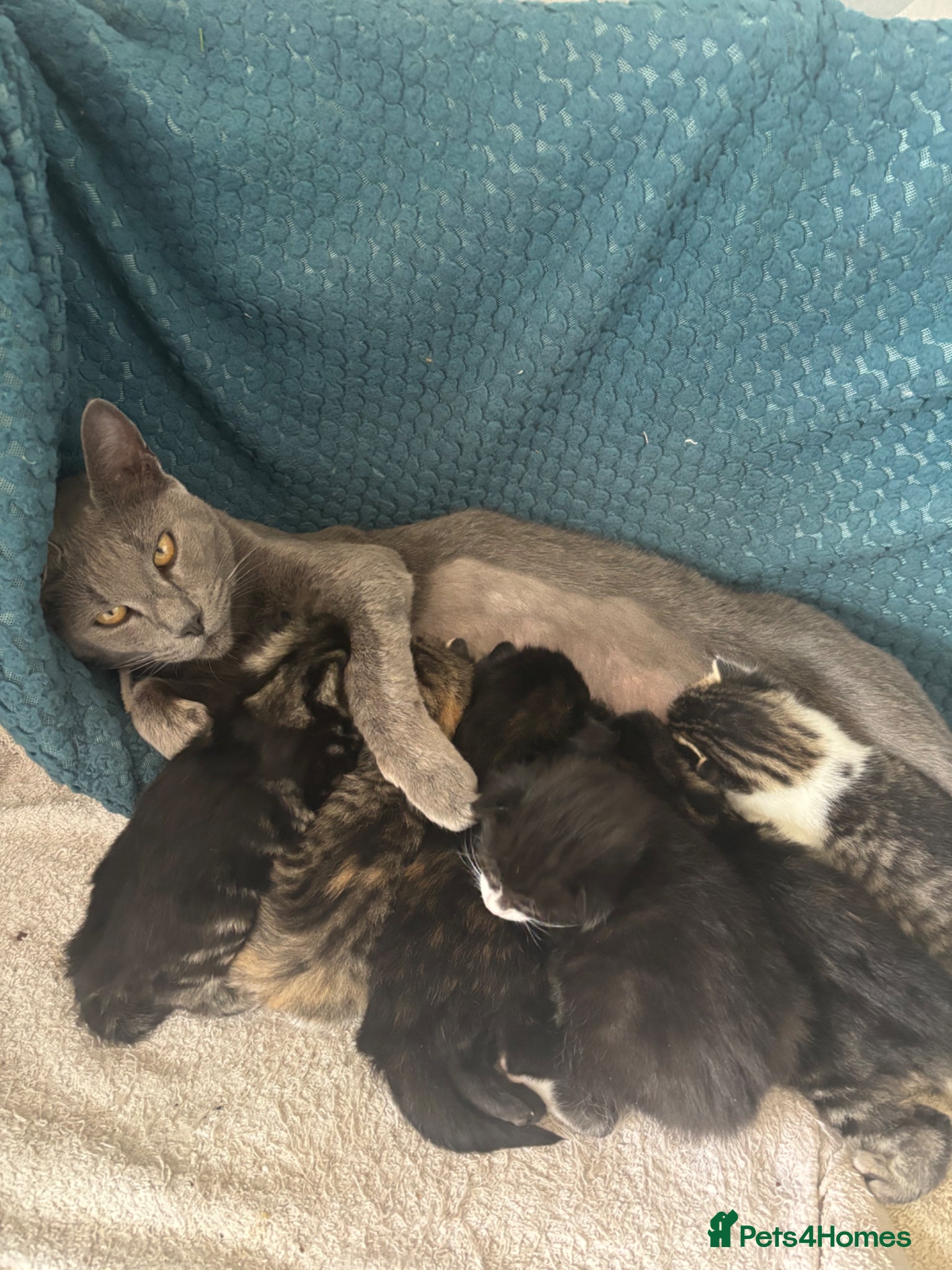 Mixed Breed cats 6 beautiful kittens. Excellent colours - Advert 2