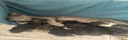 Mixed Breed cats for sale: 6 beautiful kittens. Excellent colours - Advert 6