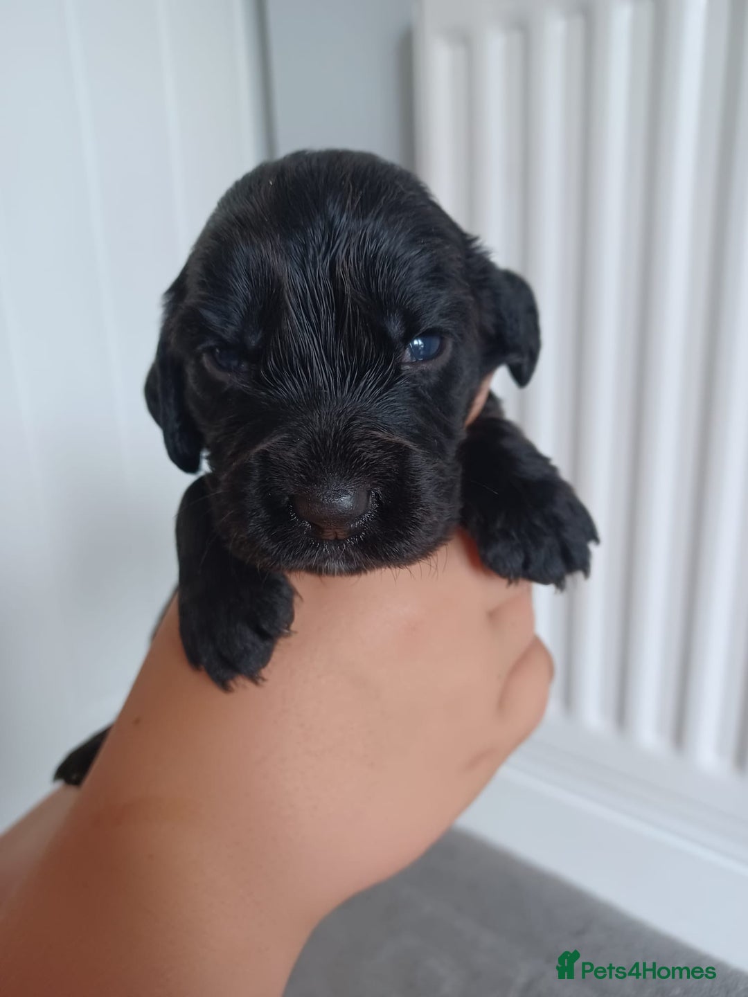 Cocker Spaniel dogs for sale: Cocker spaniel pups  - Image 13