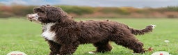 Australian Labradoodle dogs for stud: 💯 pure Australian Cobberdog  - Advert 7