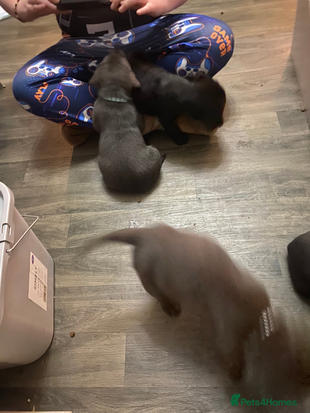 Labrador Retriever dogs for sale: Silver Labrador puppies  - Advert 10