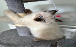 Ragdoll cats for sale: Ragdoll - Image 9